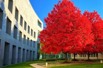 budget tree budget tree