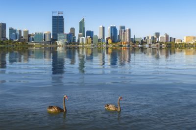 Swan in the river and Perth city on background Swan in the river and Perth city on background