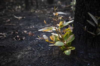 Bushfire regrowth from burnt bush Bushfire regrowth from burnt bush