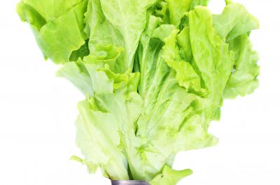 hydroponic hydroponic