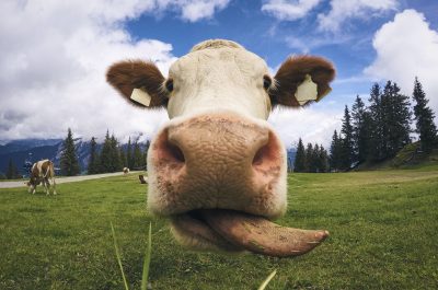 Austrian Cow licking its lips and starring at the camera Austrian Cow licking its lips and starring at the camera